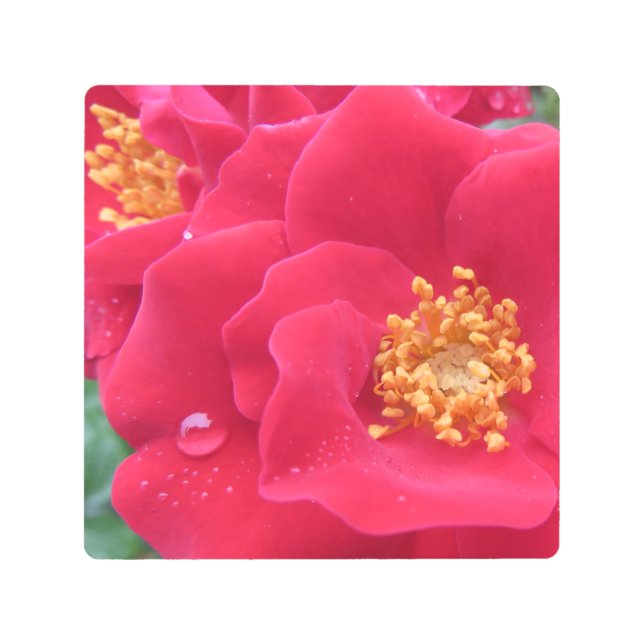 マクロフォト、ホットピンクバラ- メタルプリント (正面)