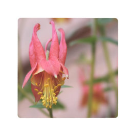 マクロフォト – 美しいワイルドフラワー –  メタルプリント