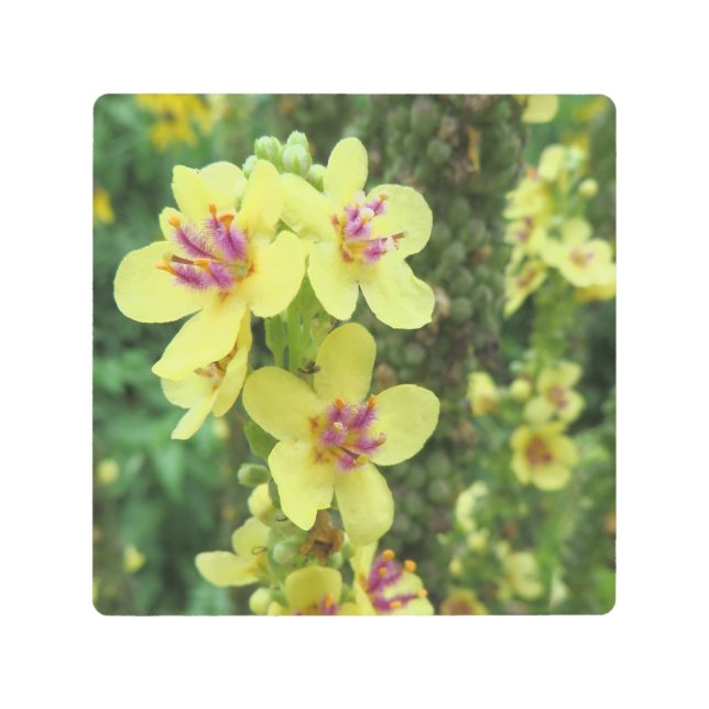 マクロフォト – 黄色と紫の花 –  メタルプリント (正面)