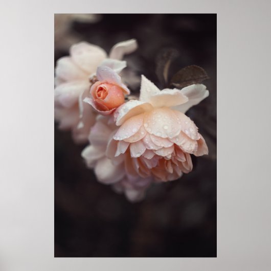 マクロレンズの白紅花 ポスター (正面)