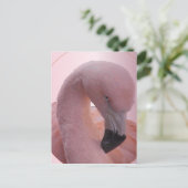 マクロ撮影、ふわふわのソフトピンクのフラミンゴ ポストカード (スタンド正面)