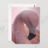 マクロ撮影、ふわふわのソフトピンクのフラミンゴ ポストカード (正面/裏面)