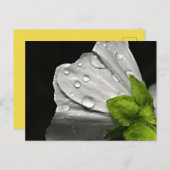 マクロ撮影 白い花 ポストカード (正面/裏面)