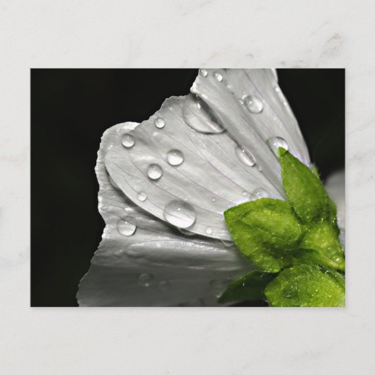 マクロ撮影 白い花 ポストカード (正面)