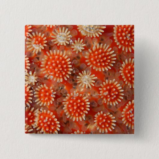 マクロ海星 缶バッジ (正面)