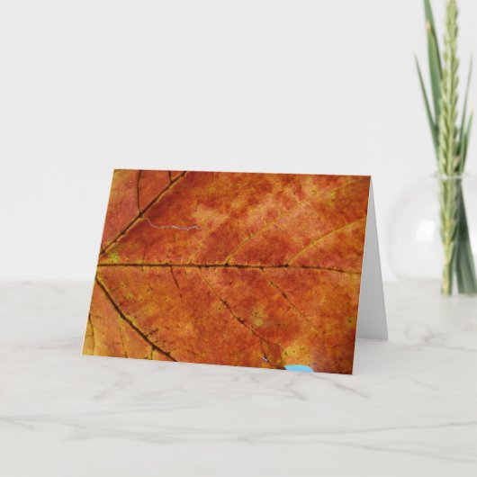 マクロ秋のリーフ写真 カード (正面)