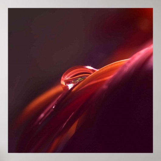 マクロ赤い花弁 ポスター (正面)