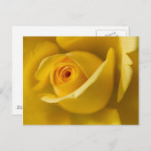 マクロ黄色バラ ポストカード (正面/裏面)