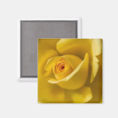 マクロ黄色バラ マグネット (正面/裏面)