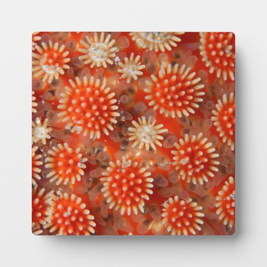 マクロ・シー・スター フォトプラーク (正面)