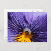 マクロ：紫と黄色のパンジー ポストカード (正面/裏面)