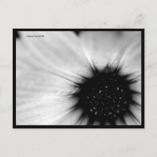 マクロB&Wフラワーポストカード ポストカード