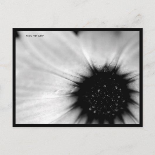 マクロB&Wフラワーポストカード ポストカード (正面)
