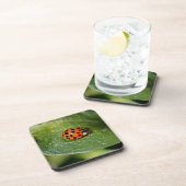 マクロLadybug自然コースターセット コースター (右側)