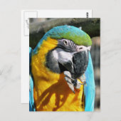 マクaws ポストカード (正面/裏面)