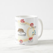 マグの図表のBabesiaのmicrotiのライフサイクル コーヒーマグカップ (正面右)