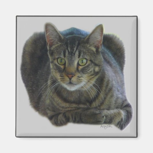 マグネットの保護 マグネット (正面)