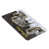 マグネットイエローストーンウルフ マグネット (右側)