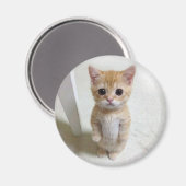 マグネットエルガトキャットミーム マグネット (正面/裏面)