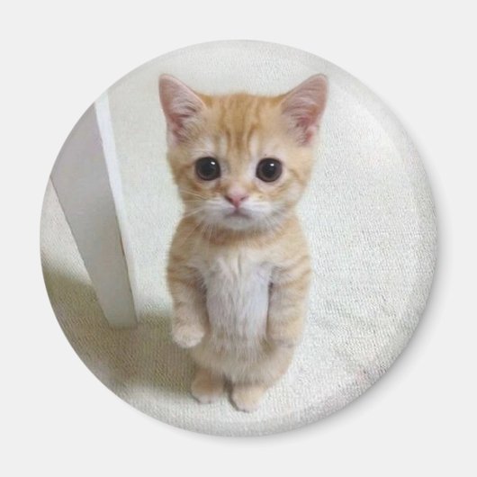 マグネットエルガトキャットミーム マグネット (正面)