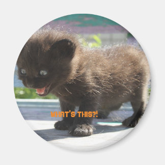 マグネットキャットの恐怖 マグネット