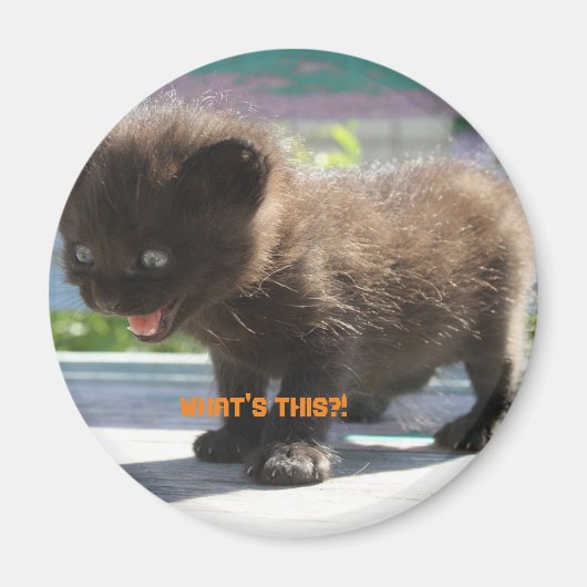 マグネットキャットの恐怖 マグネット (正面)