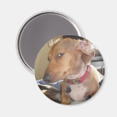 マグネットサイドアイドッグミーム マグネット (正面/裏面)