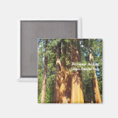 マグネットザセコイア&キングスキャニオン国立公園 マグネット (正面/裏面)