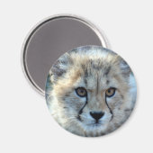 マグネットチーター – cub10x10 マグネット (正面/裏面)