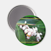 マグネットハワイシェルジンジャー マグネット (正面/裏面)