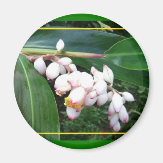 マグネットハワイシェルジンジャー マグネット (正面)