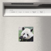 マグネットフォトジャイアントパンダ、動物0407。 マグネット (インサイチュ (食洗機))