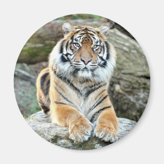 マグネットフォトタイガー、動物0214。 マグネット (正面)