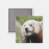 マグネットフォトレッドパンダ。パンダ·ルー。 マグネット (正面/裏面)