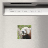 マグネットフォトレッドパンダ。パンダ·ルー。 マグネット (インサイチュ (食洗機))