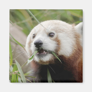 マグネットフォトレッドパンダ。パンダ·ルー。 マグネット