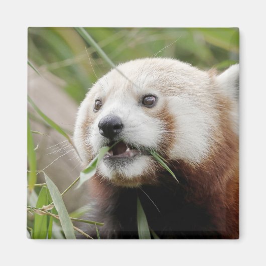 マグネットフォトレッドパンダ。パンダ·ルー。 マグネット (正面)