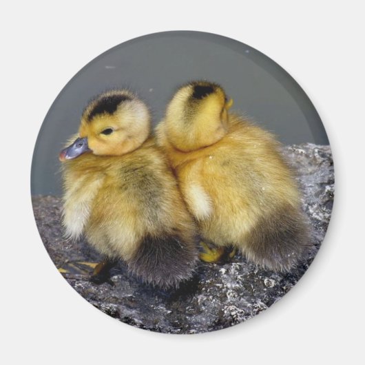 マグネットフリゴ マグネット (正面)