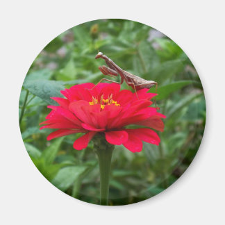 マグネットラウンド/祈ズマンティス&ジニー マグネット