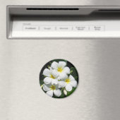 マグネット上の白プルメリア マグネット (インサイチュ (食洗機))