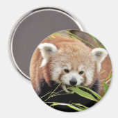 マグネット写真の赤パンダ。パンダルークス。 マグネット (正面/裏面)