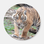 マグネット写真タイガー、動物1.マグネット マグネット (正面)