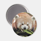 マグネット写真赤いパンダ、動物0359。 マグネット (正面/裏面)