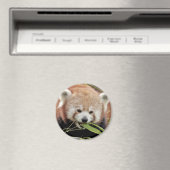 マグネット写真赤いパンダ、動物0359。 マグネット (インサイチュ (食洗機))