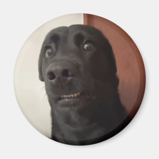 マグネット怖い犬ミーム マグネット (正面)