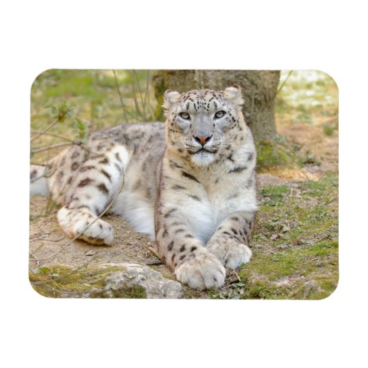 マグネット柔軟な写真猫ユキヒョウ、動物。 マグネット (横)