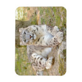 マグネット柔軟な写真猫ユキヒョウ、動物。 マグネット (縦)