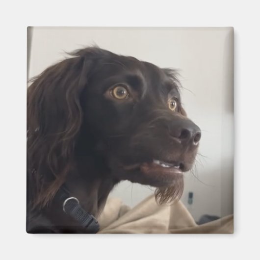 マグネット混成犬ミーム マグネット (正面)