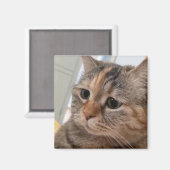 マグネット話し猫ミーム マグネット (正面/裏面)