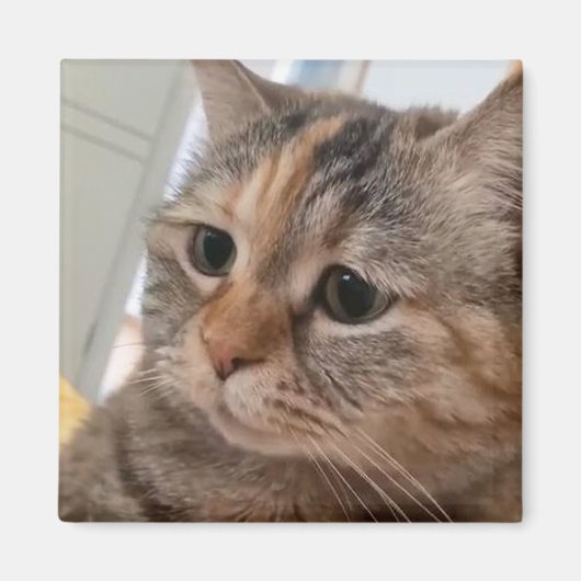 マグネット話し猫ミーム マグネット (正面)